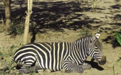 【精華】斑馬線作文