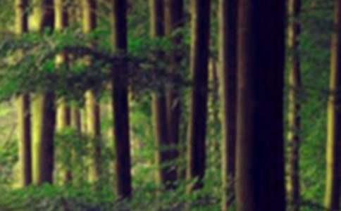 ɭ�ַ�������ĳ���15ƪ