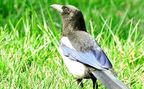 《樹和喜鵲》的精彩教案推薦